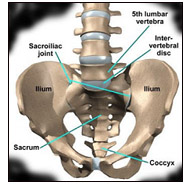 Coccyx Joint Diagram