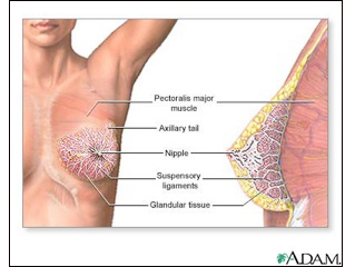 Woman Breast Diagram