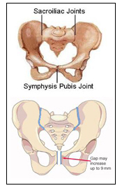 Symphysis Joint