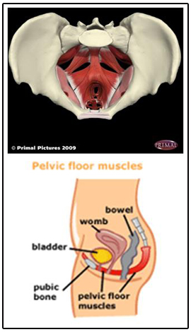 Pelvic Floor Muscles