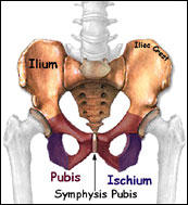 Female and Male Pelvic Congestion Syndrome (PCS) - Pamela Morrison Pelvic  Pain Physical Therapist, P.C.