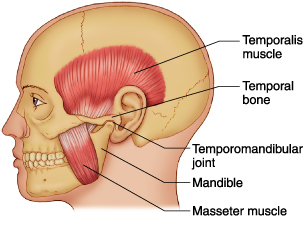 Temporomandibular Muscle Bone Joint Diagram