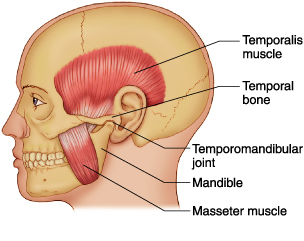 Jaw and Temporomandibular Joint: Anatomy